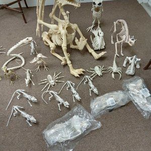 Halloween Animal Skeleton, Spooky Scene Party Favors Décor, Lot Sales